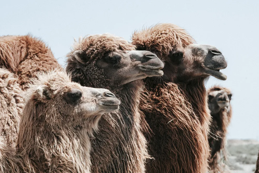 The Calm of the Desert