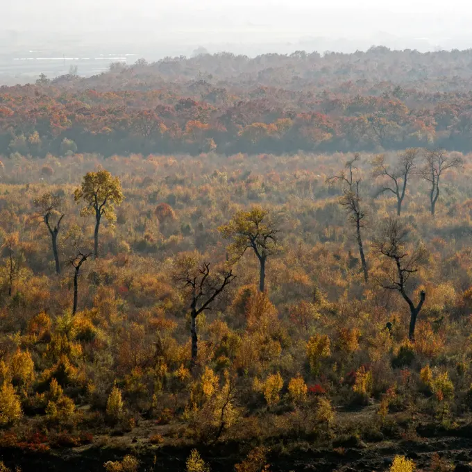 Səssizliyin rəngləri